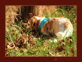 Fast and Furriest Blogger Molly sniffing for moles in her hay-field
